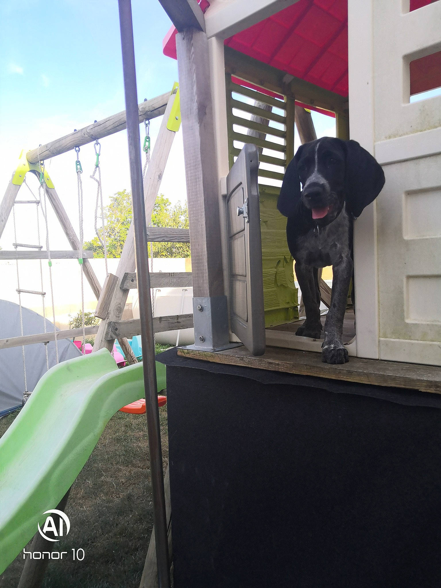 Toki a rejoint le concours — aidez-le/la à gagner de superbes lots ! automotive_exterior, canidae, carnivore, chute, cloud, dog, dog_breed, fun, leisure, recreation, shade, sky, sporting_group, stairs, t_shirt, window