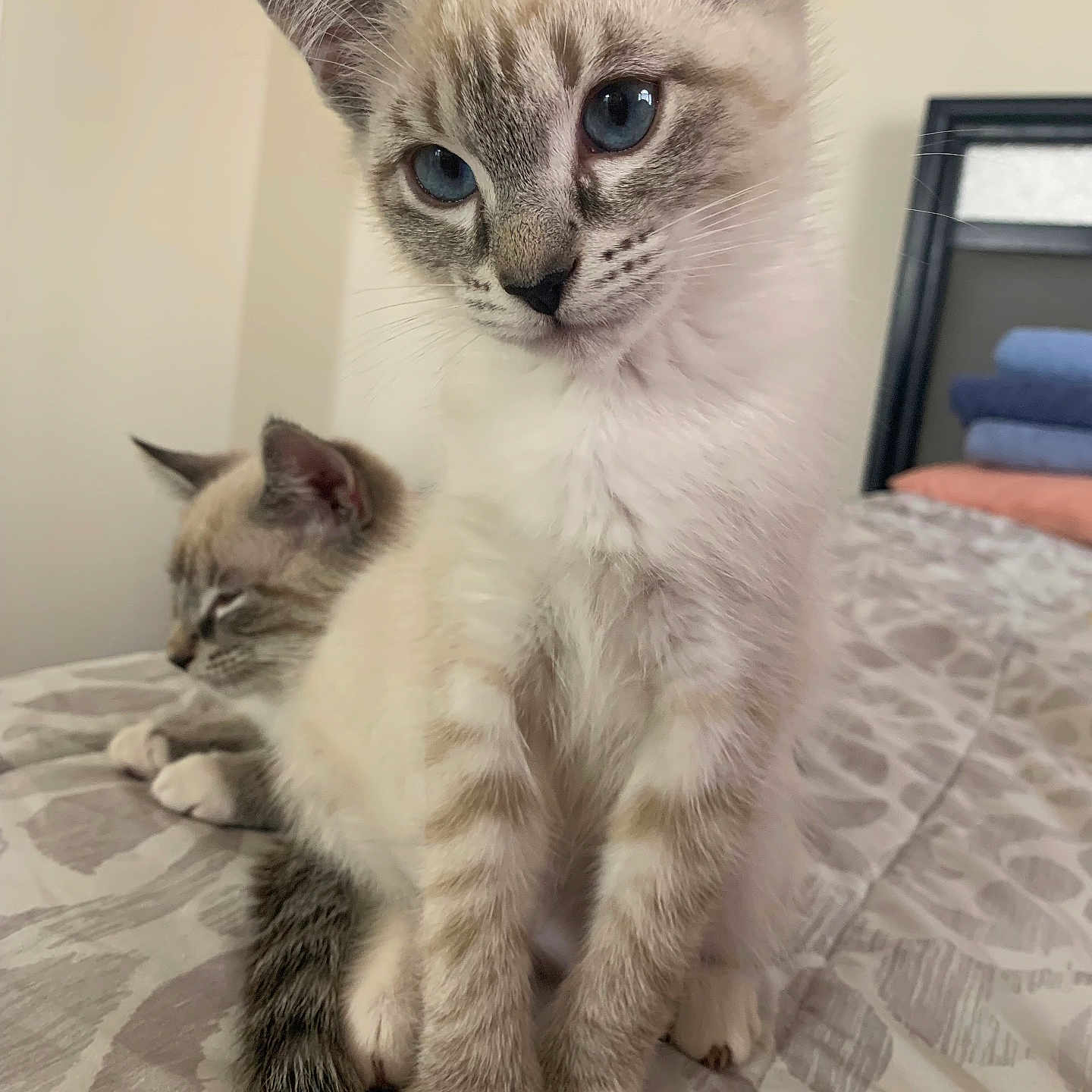 Simba is registered to the contest to win money with this photo: abyssinian, angora, animal, bed, bedroom, blanket, cat, furniture, indoors, kitten, manx, pet, room, siamese