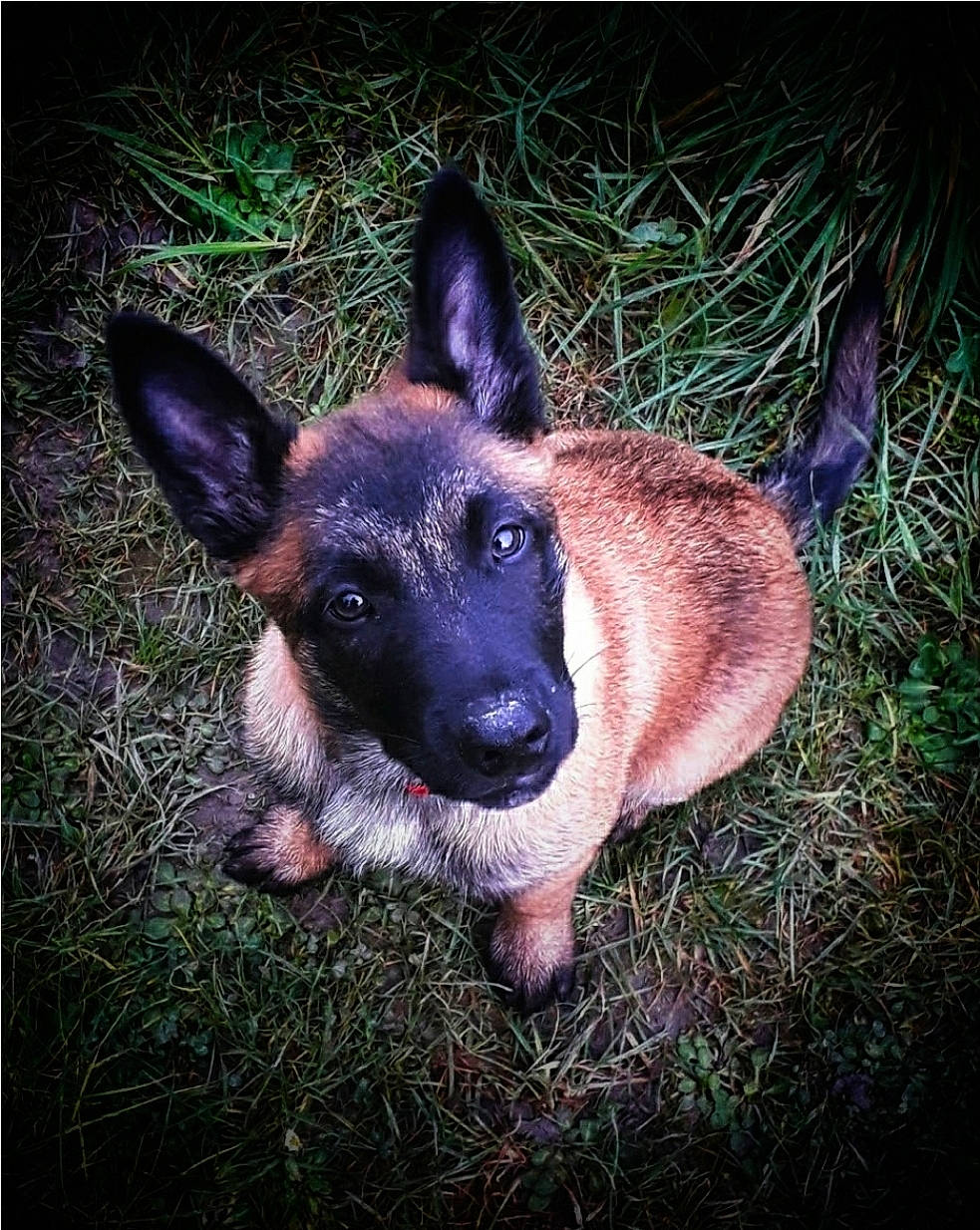 Prada participe au concours pour gagner de l'argent avec cette photo : canidae, carnivore, companion_dog, dog, dog_breed, electric_blue, fawn, flesh, german_shepherd_dog, grass, heat, herding_dog, paw, plant, rectangle, sporting_group, square, terrestrial_animal, working_animal, working_dog