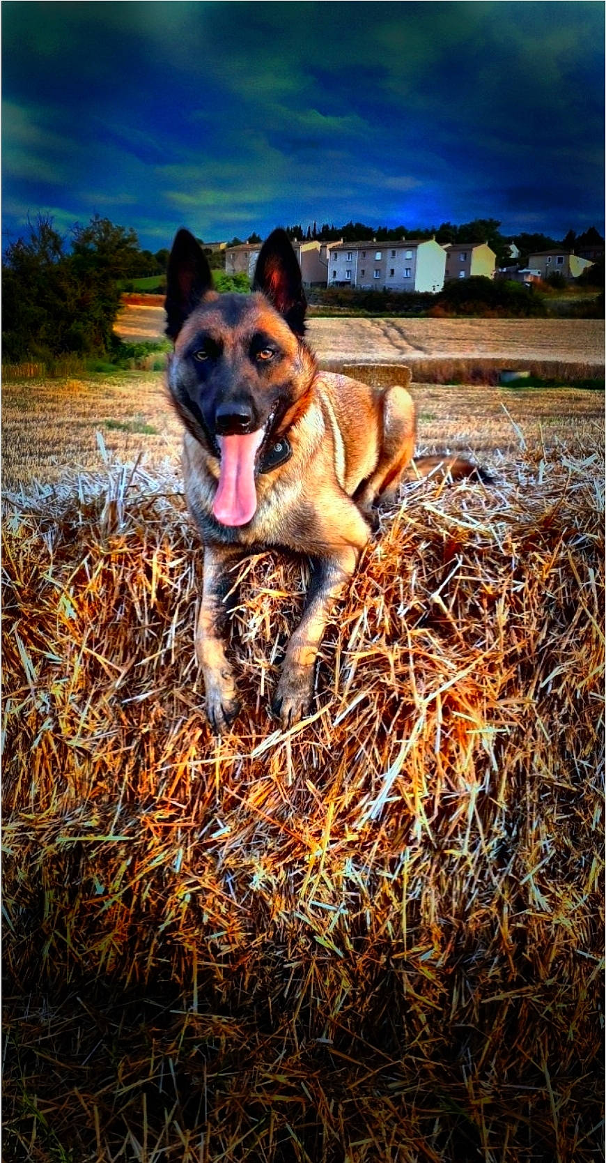 Prada a rejoint le concours — aidez-le/la à gagner de superbes lots ! australian_cattle_dog, canidae, carnivore, cloud, collar, dog, dog_breed, east_european_shepherd, fawn, german_shepherd_dog, grass, herding_dog, landscape, plant, rectangle, sky, soil, sporting_group, sunlight, tail