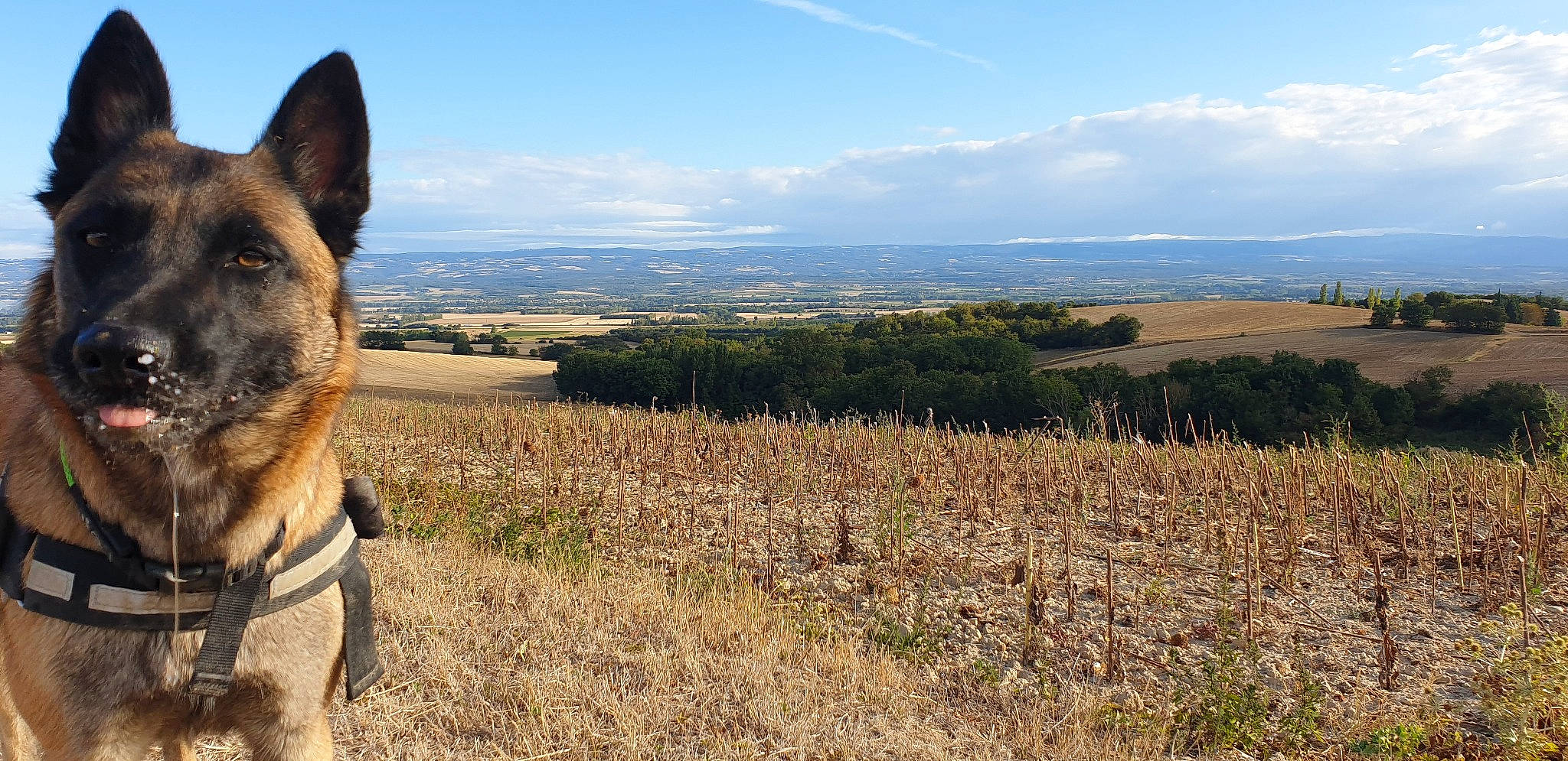 Prada participe au concours pour gagner de l'argent avec cette photo : carnivore, cloud, collar, companion_dog, dog, dog_breed, fawn, german_shepherd_dog, grass, grassland, landscape, mountain, plant, plateau, prairie, sky, snout, soil, terrestrial_animal, working_animal