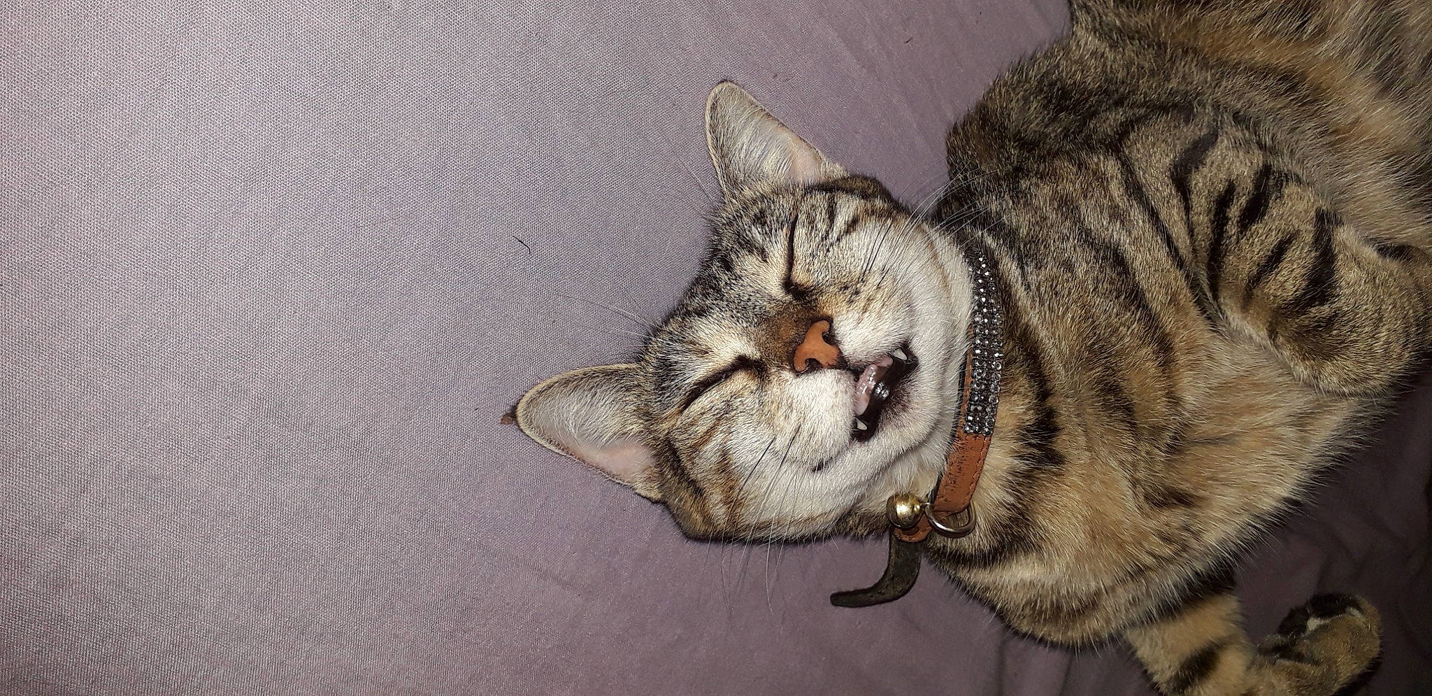 Maggy participe au concours pour gagner de l'argent avec cette photo : carnivore, cat, claw, domestic_short_haired_cat, eye, fang, fawn, felidae, fur, human_body, mammal, paw, small_to_medium_sized_cats, snout, tail, terrestrial_animal, tree, vertebrate, whiskers, window