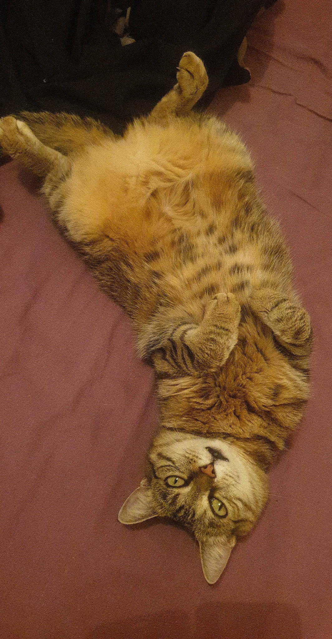 Maggy participe au concours pour gagner de l'argent avec cette photo : carnivore, cat, claw, domestic_short_haired_cat, dress, fawn, feather, felidae, flooring, foot, fur, paw, small_to_medium_sized_cats, sporting_group, tail, terrestrial_animal, whiskers, wood