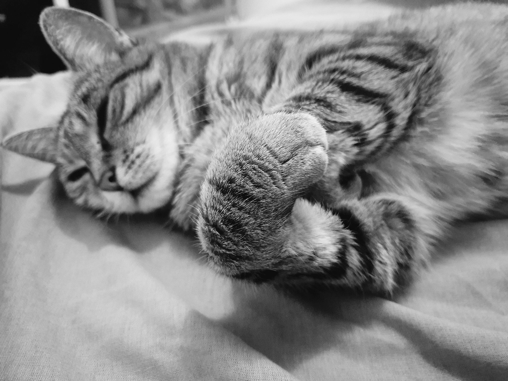 Maggy participe au concours pour gagner de l'argent avec cette photo : carnivore, cat, claw, comfort, domestic_short_haired_cat, ear, eye, felidae, fur, grey, monochrome, monochrome_photography, nap, paw, sleep, small_to_medium_sized_cats, snout, tail, whiskers, wildlife