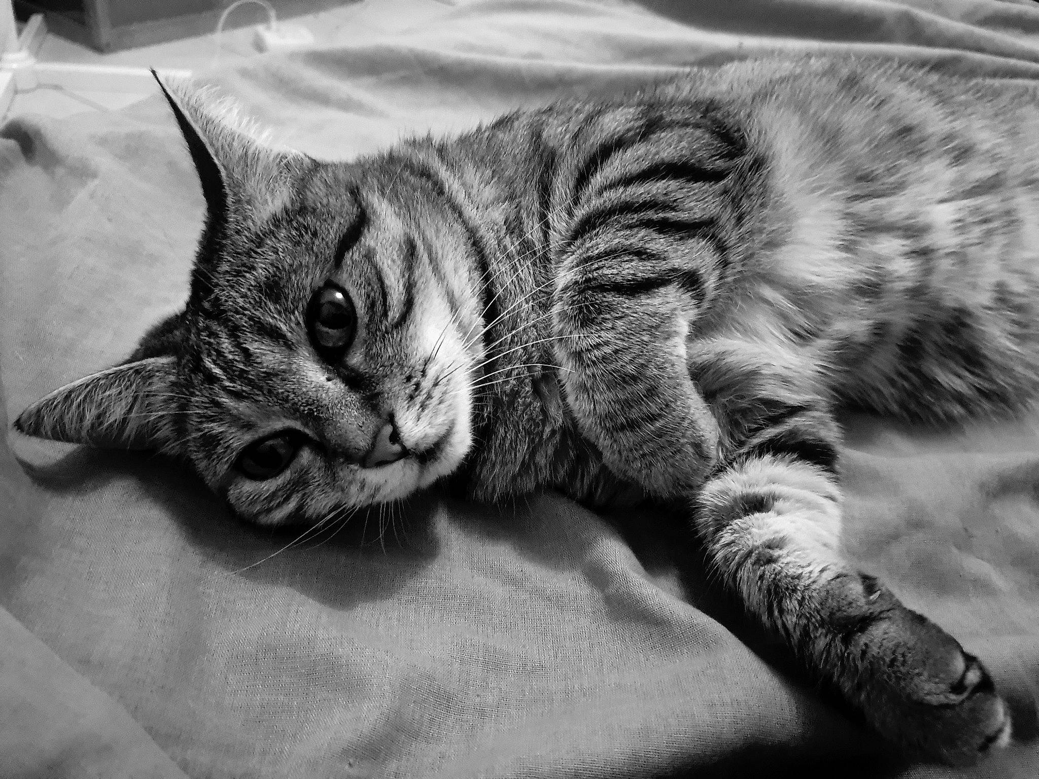 Maggy a rejoint le concours — aidez-le/la à gagner de superbes lots ! black_and_white, carnivore, cat, claw, comfort, domestic_short_haired_cat, felidae, fur, grey, monochrome, monochrome_photography, nap, paw, small_to_medium_sized_cats, snout, style, tail, terrestrial_animal, whiskers, wildlife