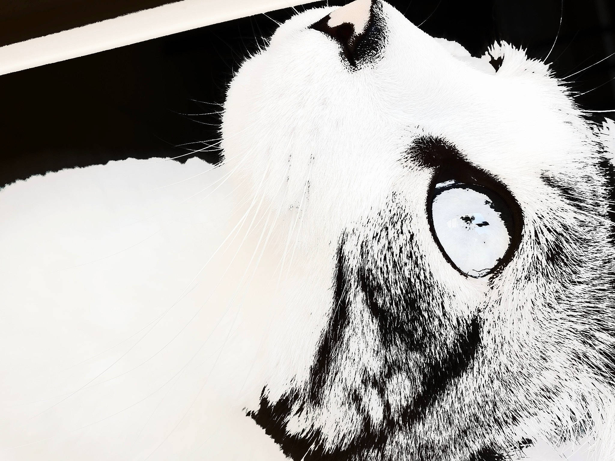 Zoé participe au concours pour gagner de l'argent avec cette photo : art, canidae, dog_breed, drawing, eyelash, felidae, fur, illustration, jaw, line_art, monochrome, monochrome_photography, sketch, small_to_medium_sized_cats, snout, terrestrial_animal, visual_arts, whiskers, wildlife, working_animal