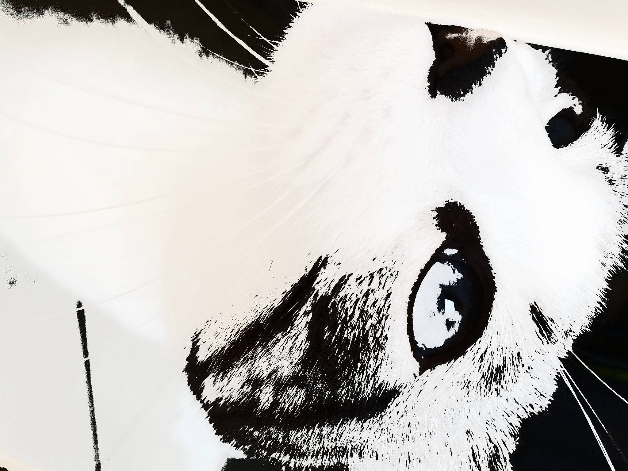 Zoé a rejoint le concours — aidez-le/la à gagner de superbes lots ! art, beard, carnivore, drawing, eye, eyebrow, eyelash, fang, feather, felidae, font, fur, head, illustration, jaw, nose, painting, small_to_medium_sized_cats, snout, whiskers