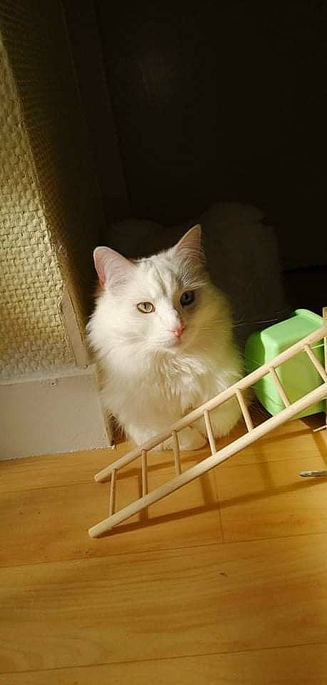 Luffy a rejoint le concours — aidez-le/la à gagner de superbes lots ! box, carnivore, cat, domestic_short_haired_cat, fawn, felidae, flooring, fur, hardwood, pet_supply, small_to_medium_sized_cats, snout, tail, whiskers, wood, wood_flooring, wood_stain