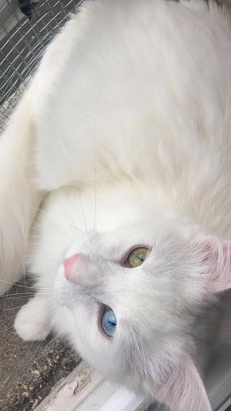 Luffy participe au concours pour gagner de l'argent avec cette photo : carnivore, cat, claw, close_up, domestic_short_haired_cat, ear, eye, felidae, fur, head, iris, paw, small_to_medium_sized_cats, snout, tail, whiskers