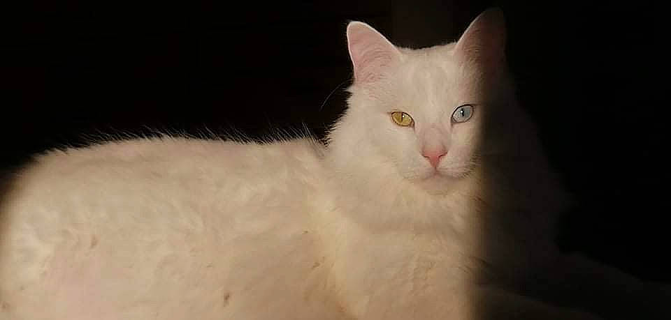 Luffy participe au concours pour gagner de l'argent avec cette photo : carnivore, cat, domestic_short_haired_cat, felidae, fur, small_to_medium_sized_cats, snout, tail, terrestrial_animal, whiskers