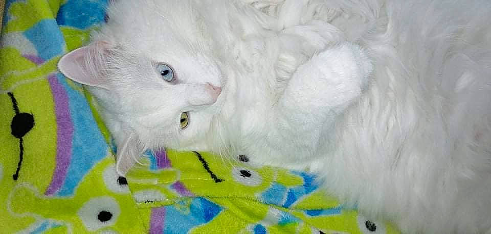 Luffy a rejoint le concours — aidez-le/la à gagner de superbes lots ! art, carnivore, cat, claw, comfort, domestic_short_haired_cat, felidae, fur, pattern, paw, small_to_medium_sized_cats, tail, whiskers