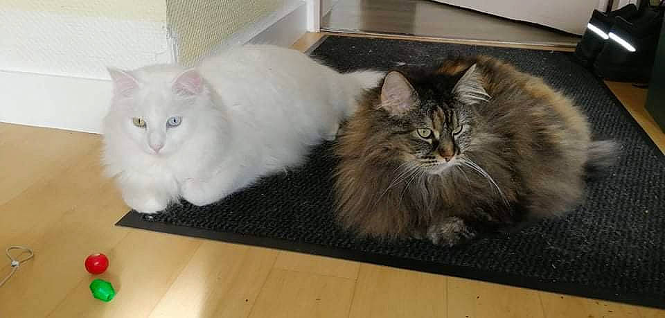 Lilly participe au concours pour gagner de l'argent avec cette photo : box, carnivore, cat, claw, domestic_short_haired_cat, fawn, felidae, flooring, fur, grey, hardwood, laminate_flooring, paw, persian, small_to_medium_sized_cats, snout, tail, terrestrial_animal, whiskers, wood