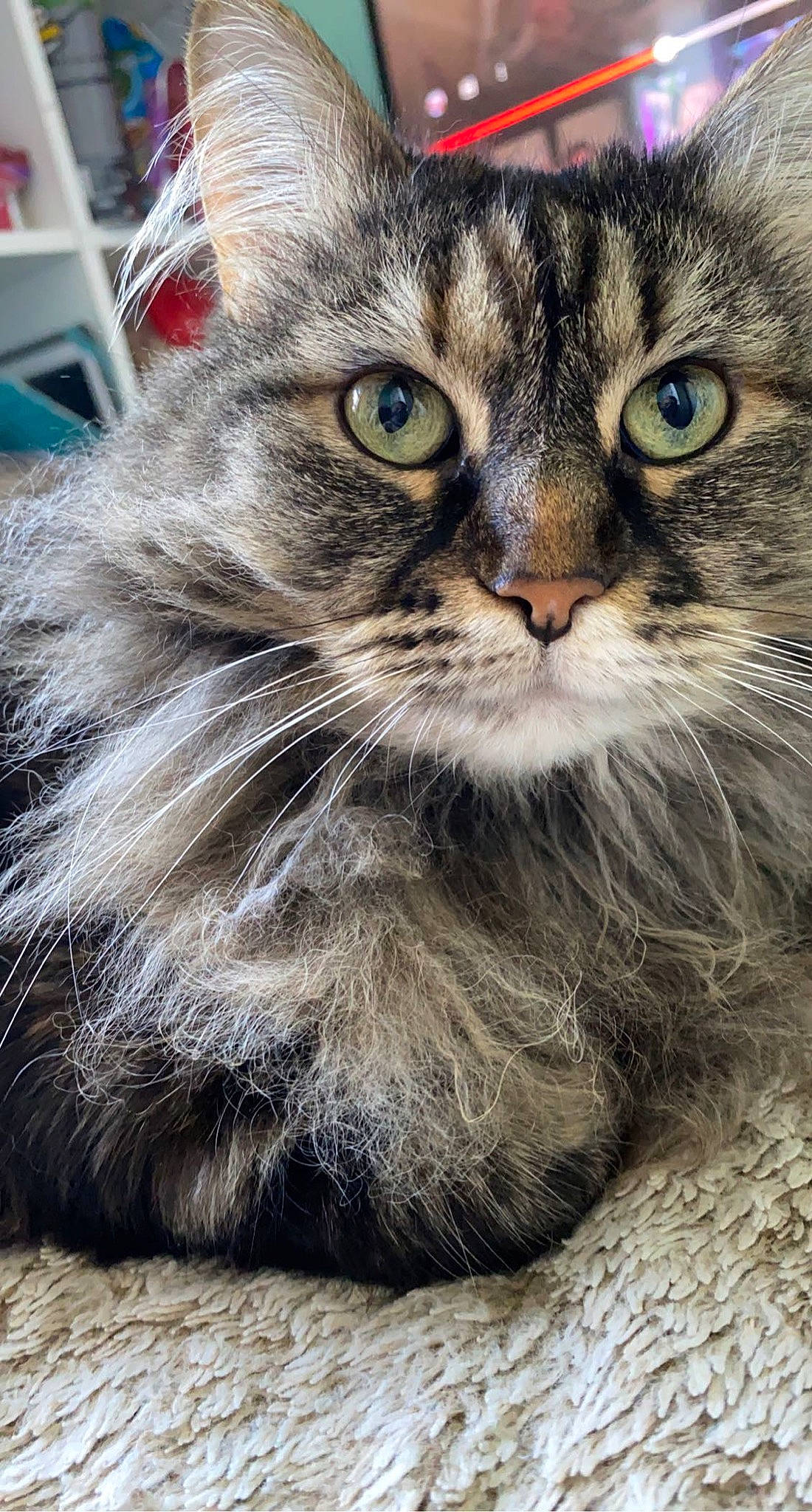 Lilly a rejoint le concours — aidez-le/la à gagner de superbes lots ! british_longhair, carnivore, cat, domestic_short_haired_cat, felidae, fur, paw, photo_caption, small_to_medium_sized_cats, snout, terrestrial_animal, whiskers