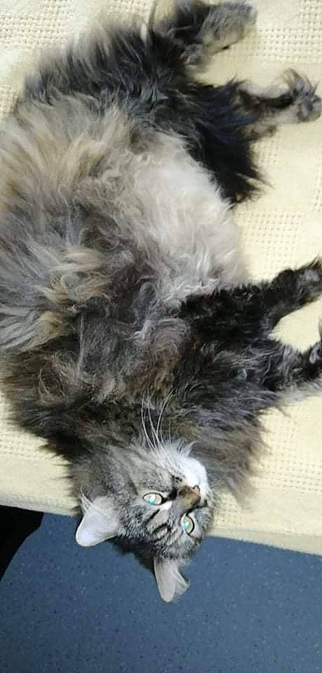 Lilly participe au concours pour gagner de l'argent avec cette photo : canidae, carnivore, cat, claw, companion_dog, dog_breed, domestic_short_haired_cat, feather, felidae, fur, grey, paw, small_to_medium_sized_cats, snout, sporting_group, tail, terrestrial_animal, whiskers, wildlife