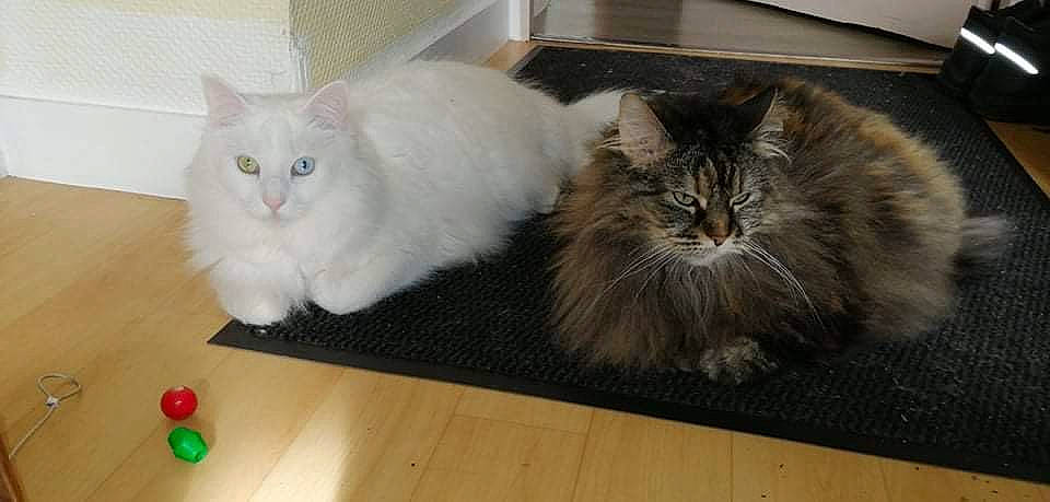 Lilly a rejoint le concours — aidez-le/la à gagner de superbes lots ! box, british_longhair, carnivore, cat, domestic_short_haired_cat, fawn, felidae, flooring, fur, grey, hardwood, laminate_flooring, paw, small_to_medium_sized_cats, snout, tail, terrestrial_animal, vertebrate, whiskers, wood