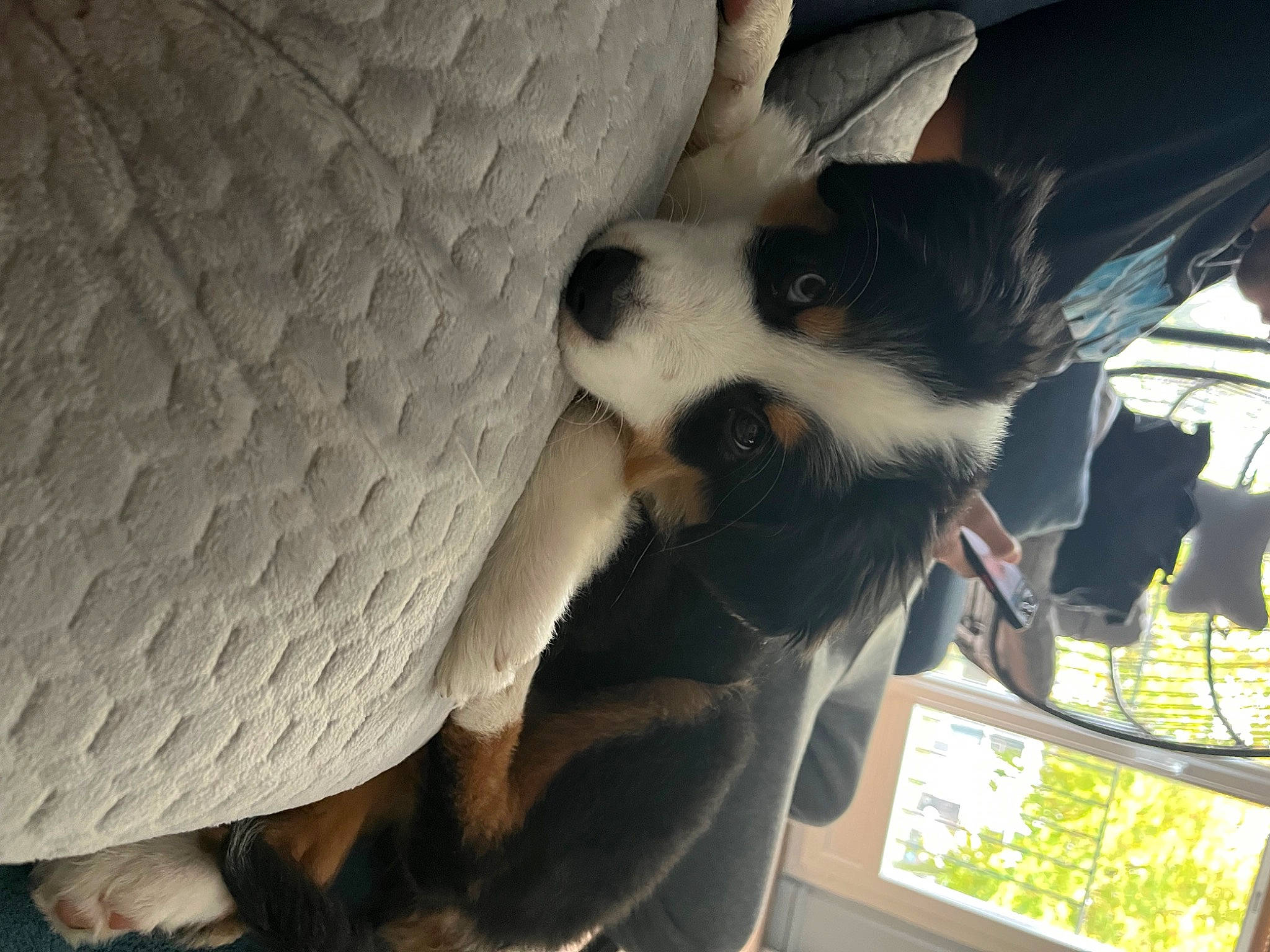 Blue participe au concours pour gagner de l'argent avec cette photo : car_seat, carnivore, comfort, companion_dog, dog, dog_breed, felidae, fur, nap, non_sporting_group, paw, toy_dog, whiskers