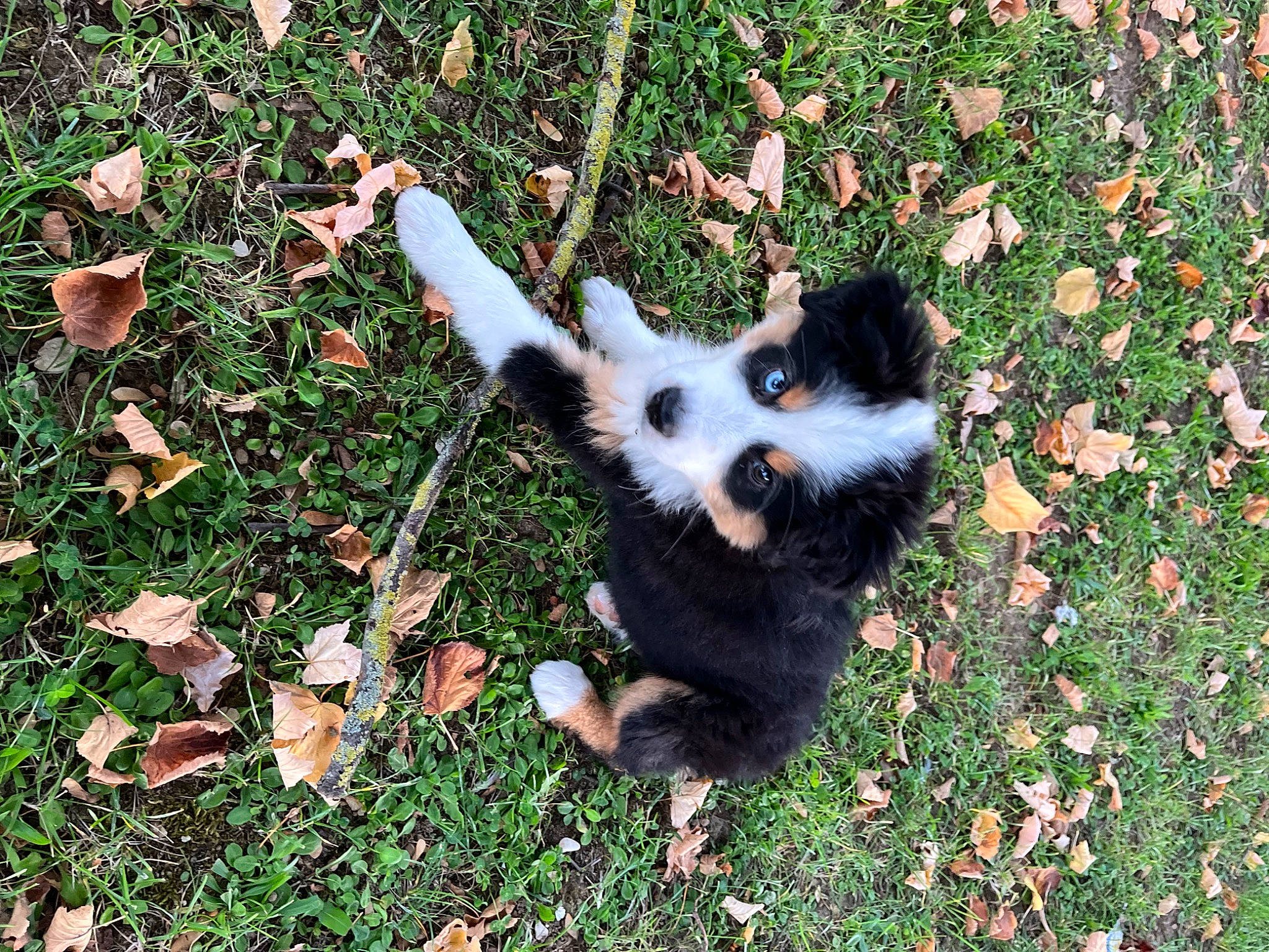 Blue a rejoint le concours — aidez-le/la à gagner de superbes lots ! canidae, carnivore, companion_dog, dog, dog_breed, fawn, fur, grass, groundcover, herding_dog, non_sporting_group, plant, puppy, sporting_group, terrestrial_animal, toy_dog, working_dog