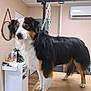 dog, tricolor, grooming_table, indoor, pet, calm, fur, white, black, brown, chain, mirror, air_conditioner, cart, wooden_floor, fur_care, animal, standing, looking_away, furniture