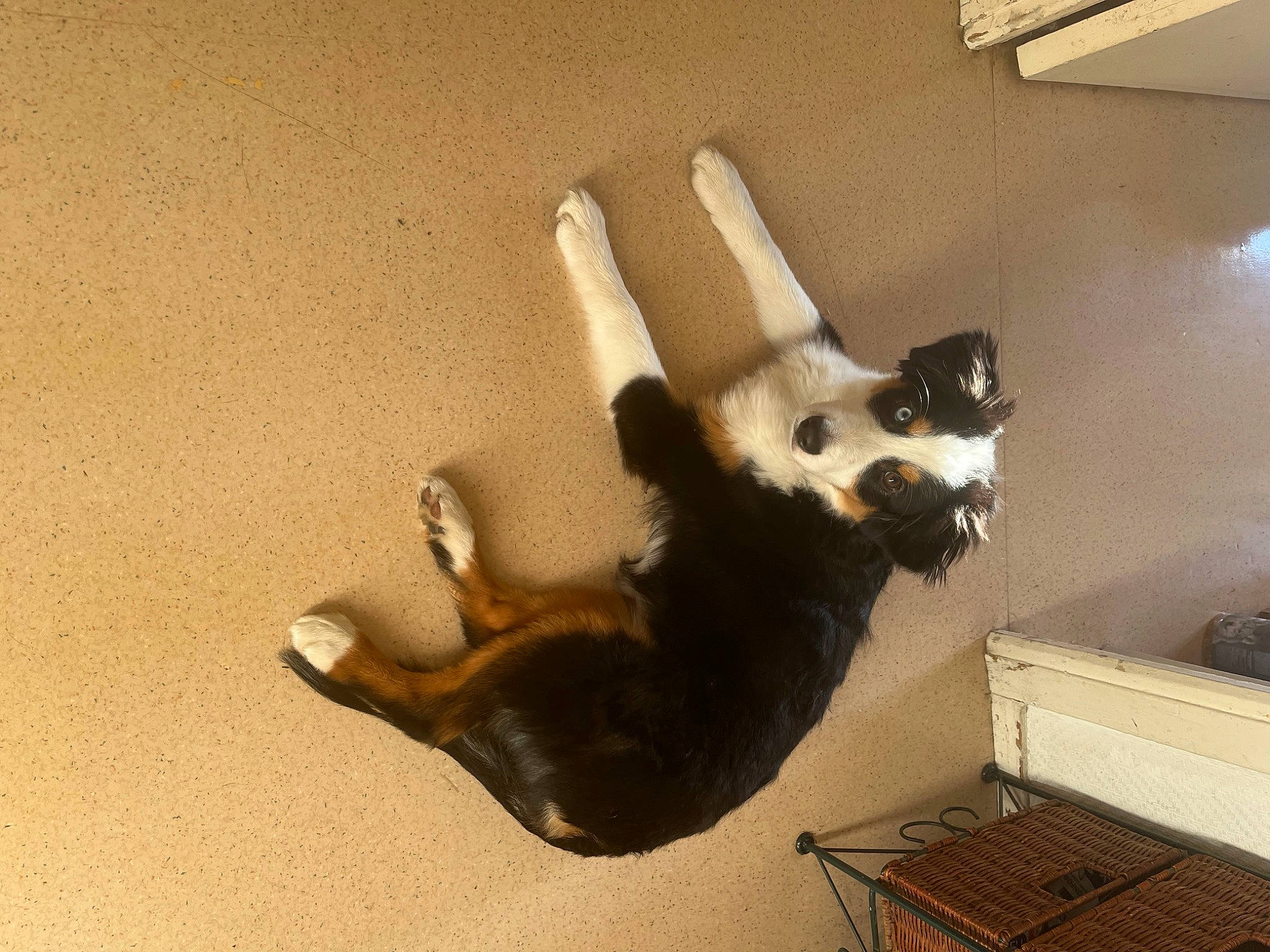 Blue a rejoint le concours — aidez-le/la à gagner de superbes lots ! carnivore, cat, cat_supply, companion_dog, dog_breed, fawn, felidae, flooring, fur, hardwood, paw, pet_supply, room, shadow, small_to_medium_sized_cats, sporting_group, storage_basket, tail, whiskers, wood