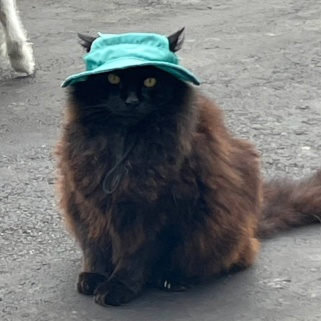 Onyx is registered to the contest to win money with this photo: asphalt, british_longhair, canidae, carnivore, cat, dog_breed, electric_blue, felidae, flooring, fur, grass, grey, mammal, road_surface, shadow, small_to_medium_sized_cats, snout, tail, vertebrate, whiskers