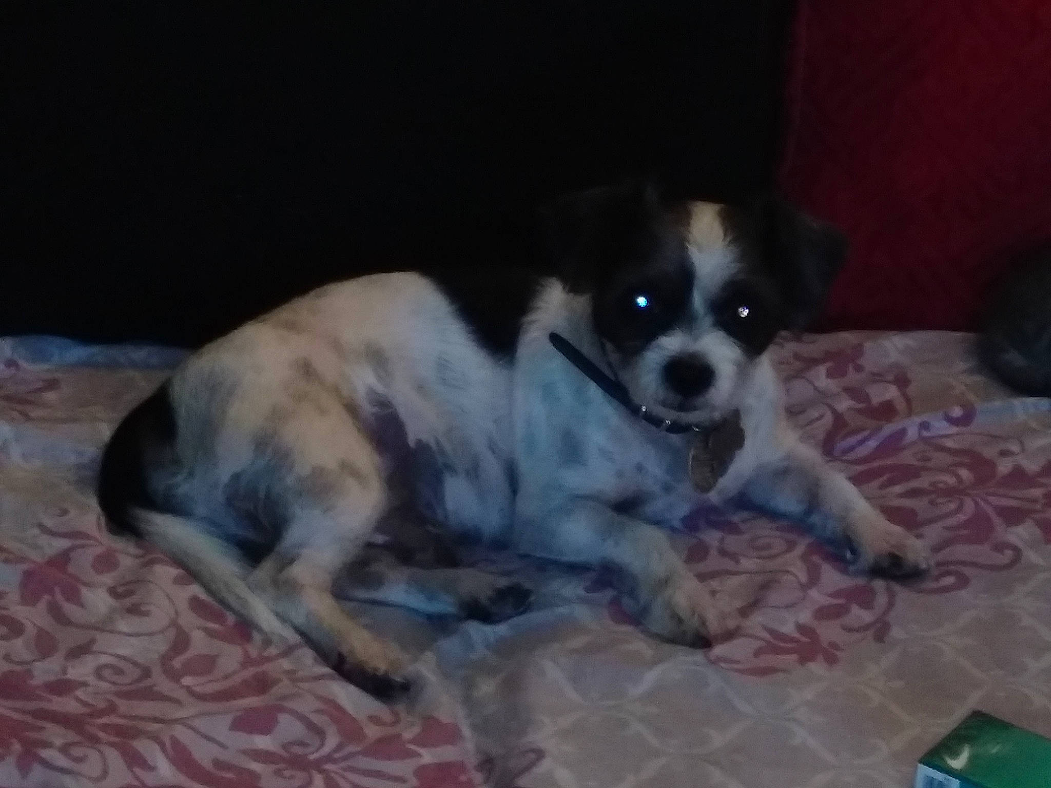 Maxs joined the competition — help win amazing prizes! canidae, carnivore, companion_dog, dog, dog_breed, home_accessories, linens, puppy, snout, sporting_group, tail, terrestrial_animal, working_animal, working_dog