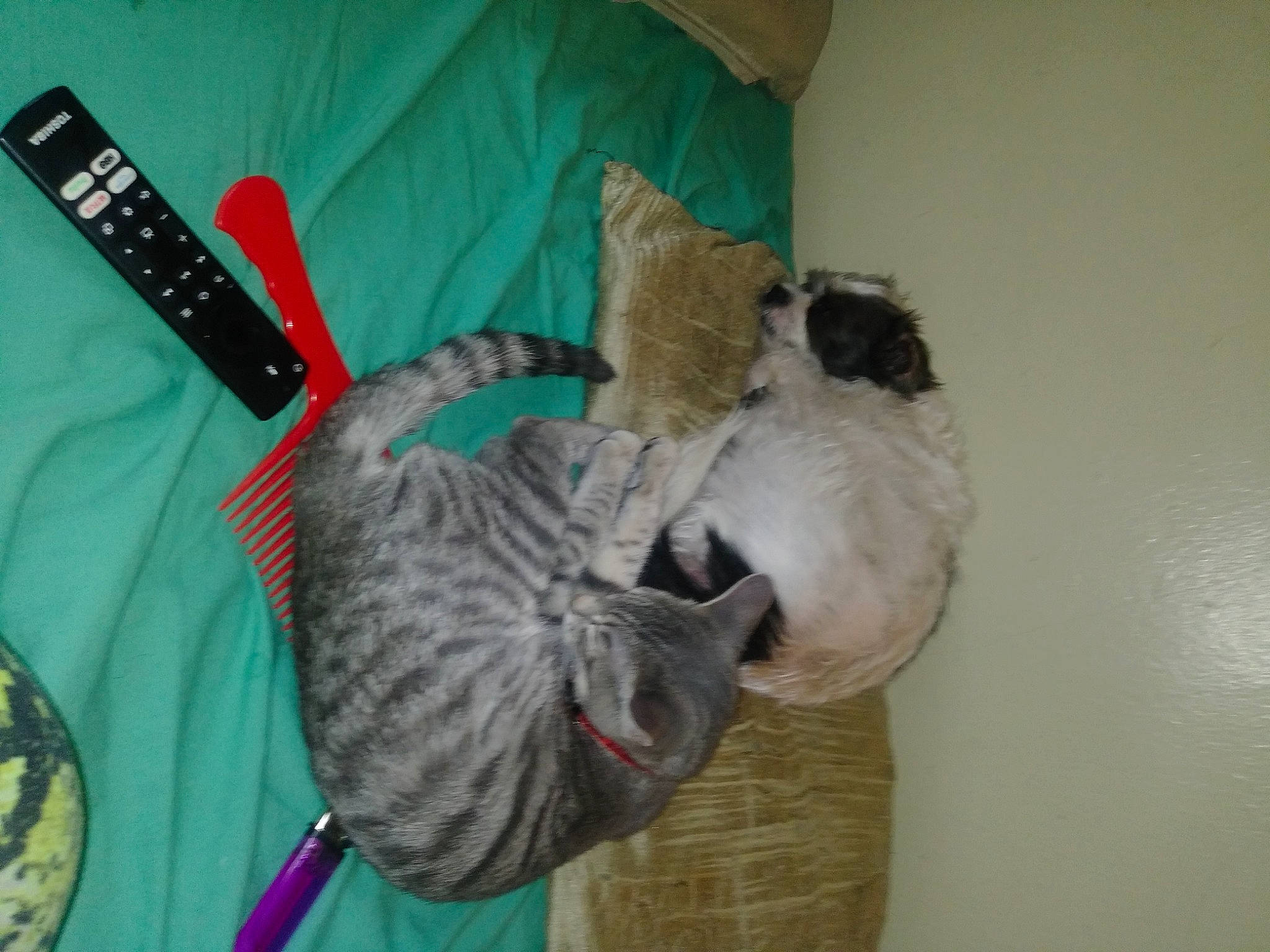 Maxs joined the competition — help win amazing prizes! carnivore, cat, electronic_instrument, felidae, fur, grey, kitchen_utensil, paw, pet_supply, remote_control, small_to_medium_sized_cats, tail, whiskers