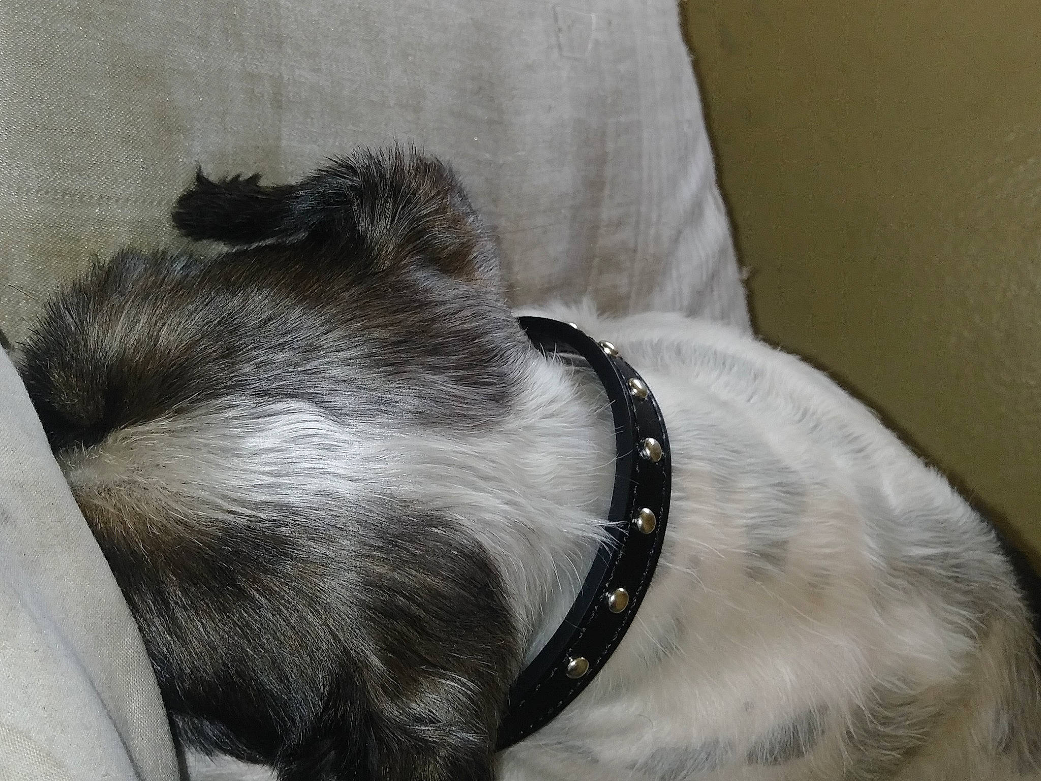 Maxs is registered to the contest to win money with this photo: canidae, carnivore, collar, companion_dog, dog, dog_breed, dog_collar, fur, leash, natural_material, pet_supply, silver, snout, tail, working_animal