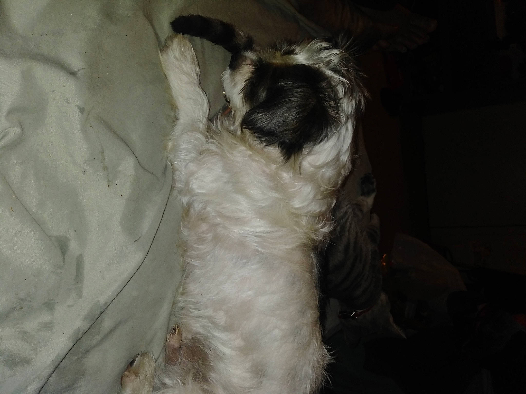 Maxs joined the competition — help win amazing prizes! canidae, carnivore, companion_dog, darkness, dog, dog_breed, fawn, fur, liver, snout, sporting_group, toy_dog, working_animal, working_dog