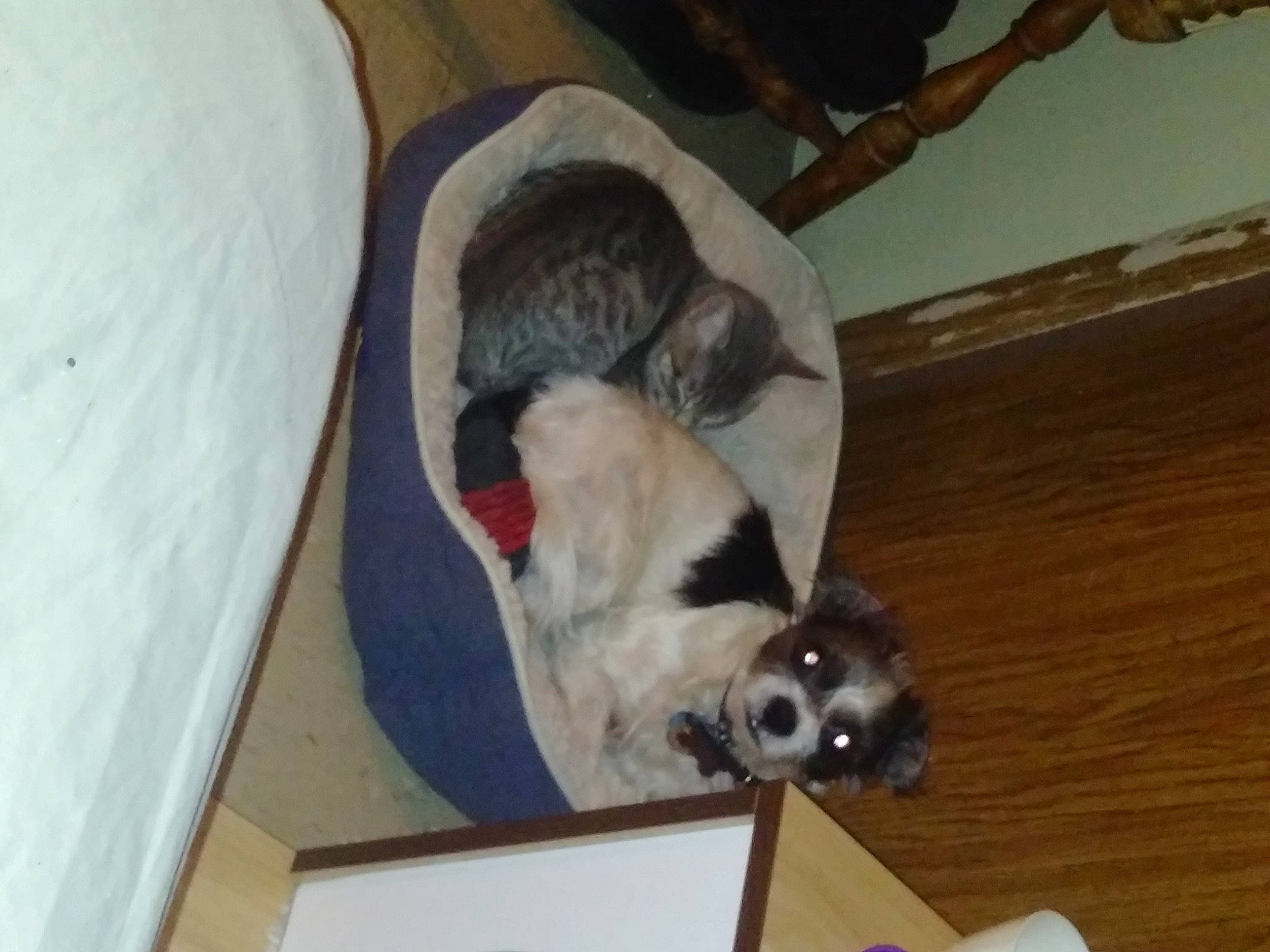 Maxs joined the competition — help win amazing prizes! canidae, carnivore, comfort, dog_breed, elbow, flooring, fur, hardwood, laminate_flooring, paw, plywood, puppy, sleep, terrestrial_animal, varnish, vertebrate, wood, wood_flooring, wood_stain, working_animal