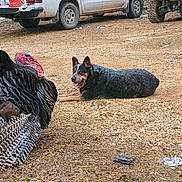Bleu is registered to the contest to win money with this photo: animal, bird, black, brown, companion, daylight, dog, gravel, laying_down, mammal, nature, off_road_vehicle, outdoor, pet, pickup_truck, red, rural, turkey, vehicle, white