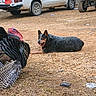 animal, bird, black, brown, companion, daylight, dog, gravel, laying_down, mammal, nature, off_road_vehicle, outdoor, pet, pickup_truck, red, rural, turkey, vehicle, white