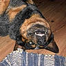 Bleu joined the competition — help win amazing prizes! animal, black, brown, canine, carpet, cute, dog, domestic_animal, floor, funny, fur, indoors, lying_down, pet, playful, smiling_dog, teeth, texture, upside_down, wooden_floor