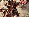 Bleu is registered to the contest to win money with this photo: action, autumn, black, blur, brown, chair, dog, ears, fall, fence, jumping, leaves, mouth_open, nature, outdoor, person, pet, playful, tongue, wooden_deck