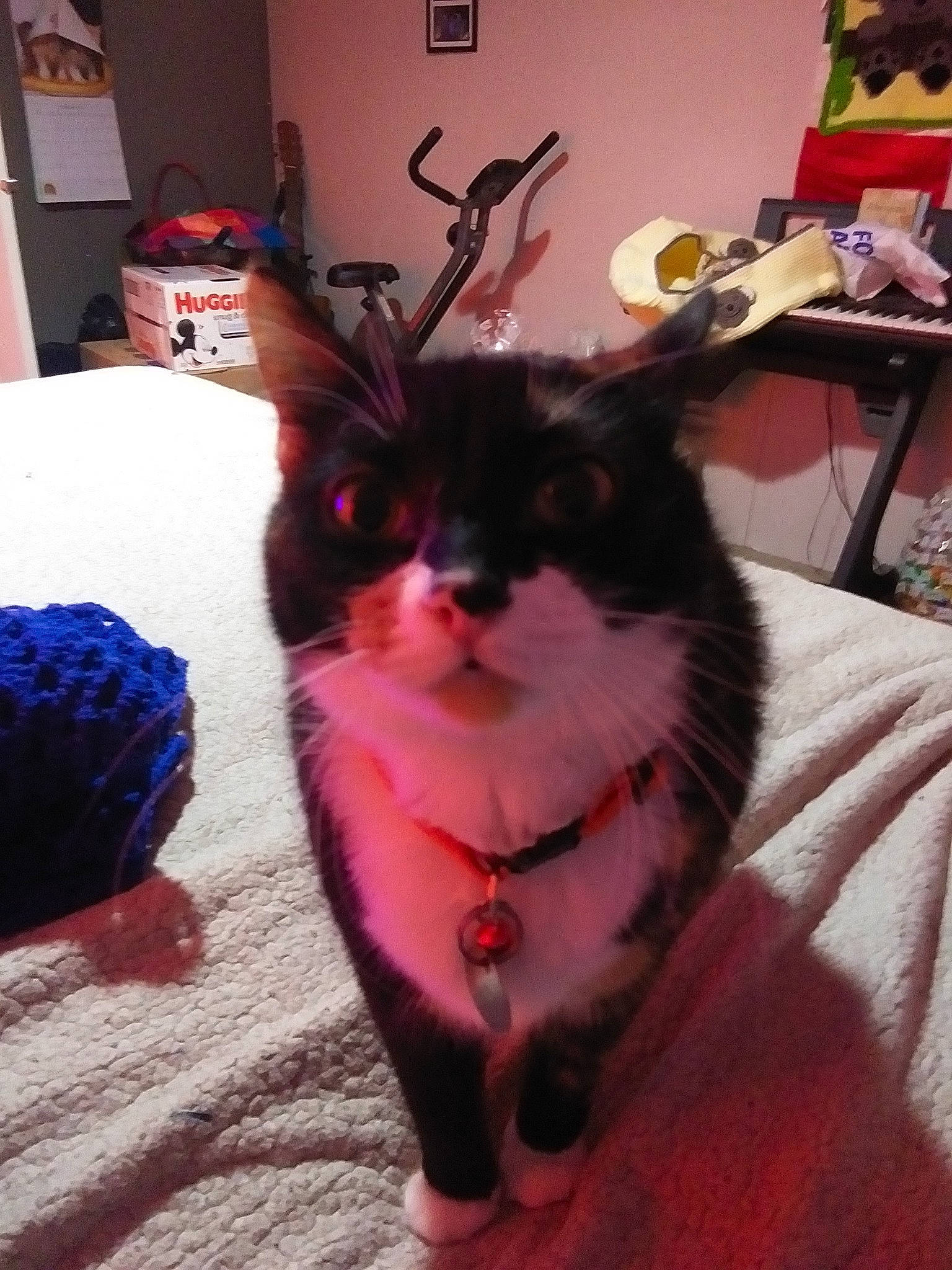 Agatha is registered to the contest to win money with this photo: american_shorthair, asian, black_cat, carnivore, cat, claw, ear, felidae, finger, fur, kitten, pink, polydactyl_cat, small_to_medium_sized_cats, tail, whiskers