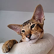 Archibald participe au concours pour gagner de l'argent avec cette photo : animal, cat, close_up, cozy, cute, domestic_cat, face, feline, fur, indoor, large_ears, paw, pet, plush, portrait, relaxed, resting, sleepy, soft_surface, whiskers