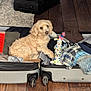 Max joined the competition — help win amazing prizes! dog, suitcase, clothes, plush_toy, wooden_floor, indoor, pet, luggage, packed, light_brown, curly_fur, relaxed, home, travel, open_suitcase, toy, fabric, casual, domestic, floor
