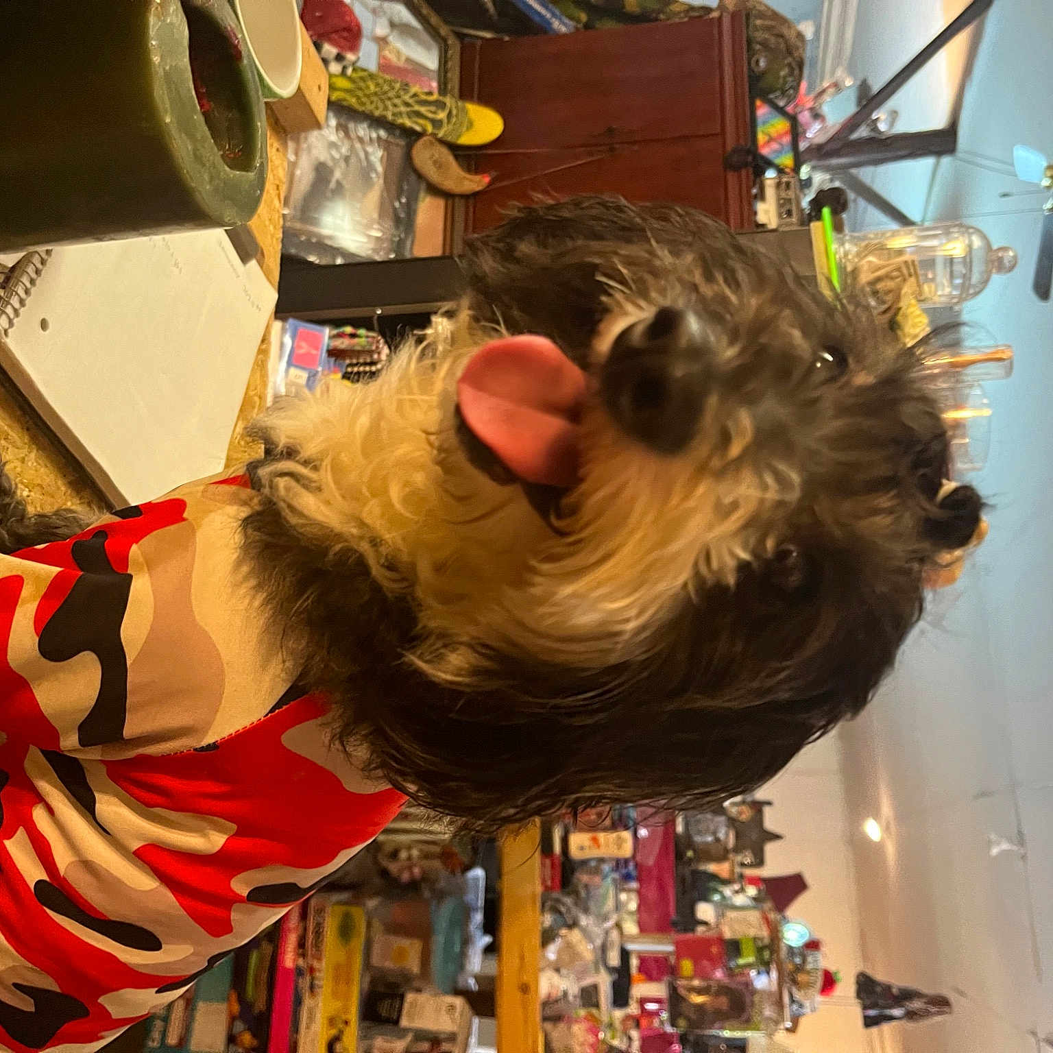 Frankie is registered to the contest to win money with this photo: automotive_tire, costume, engineering, eyewear, fun, fur, machine, snapshot, tire, tree, visual_arts, yellow