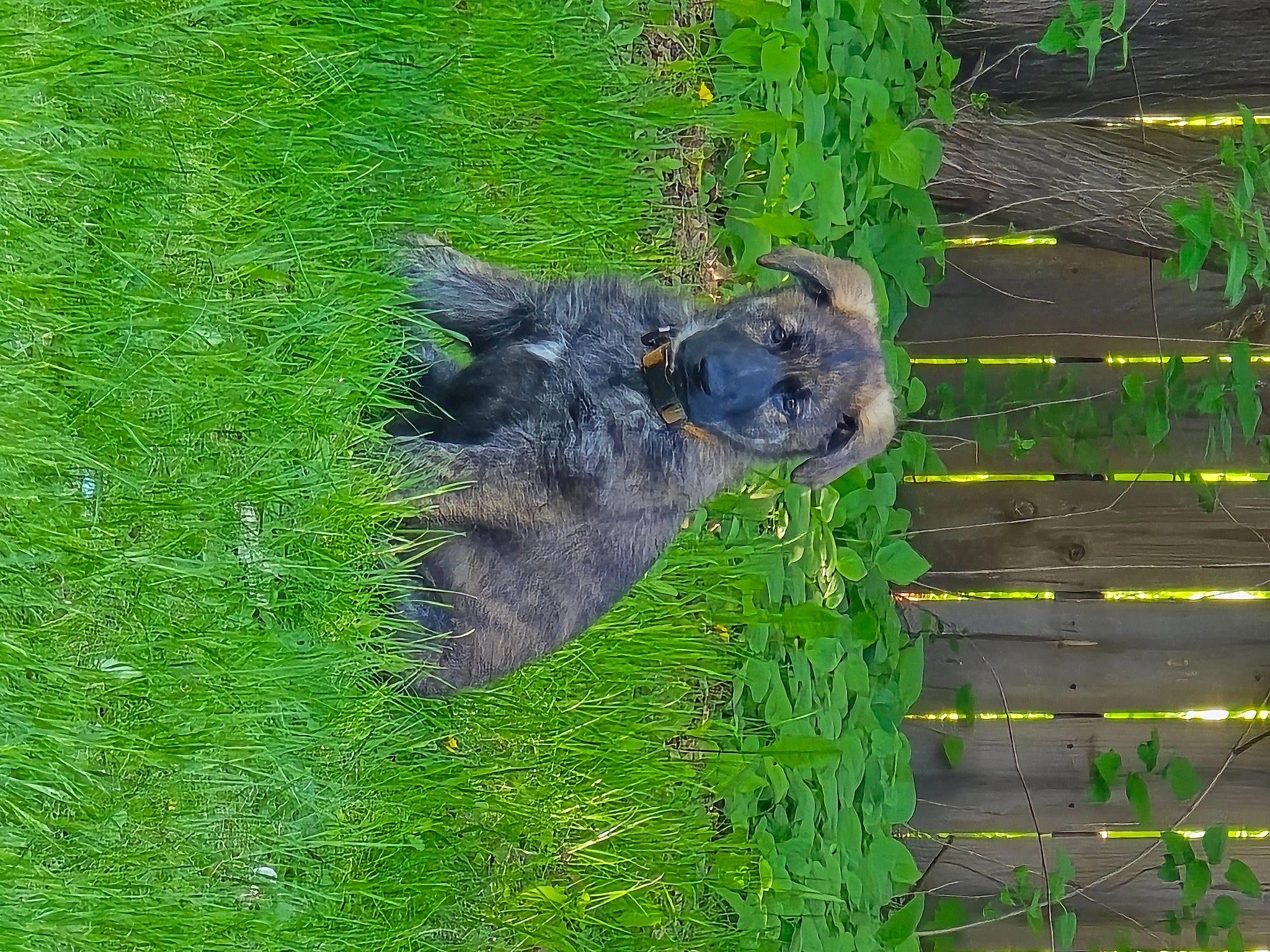 Bandit is registered to the contest to win money with this photo: canidae, carnivore, dog, dog_breed, fawn, grass, groundcover, plant, snout, sporting_group, tail, terrestrial_animal, terrestrial_plant, trunk, wildlife, wood, working_animal