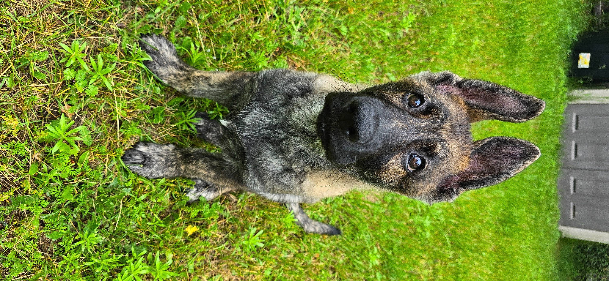 Bandit is registered to the contest to win money with this photo: australian_cattle_dog, canidae, carnivore, companion_dog, dog, dog_breed, fawn, fur, grass, groundcover, guard_dog, herding_dog, plant, puppy, snout, sporting_group, tail, whiskers, working_animal, working_dog
