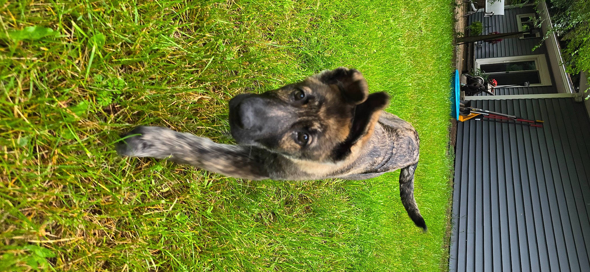 Bandit joined the competition — help win amazing prizes! australian_cattle_dog, canidae, carnivore, companion_dog, dog, dog_breed, east_european_shepherd, fawn, german_shepherd_dog, grass, guard_dog, herding_dog, old_german_shepherd_dog, plant, snout, sporting_group, street_dog, tail, working_animal, working_dog