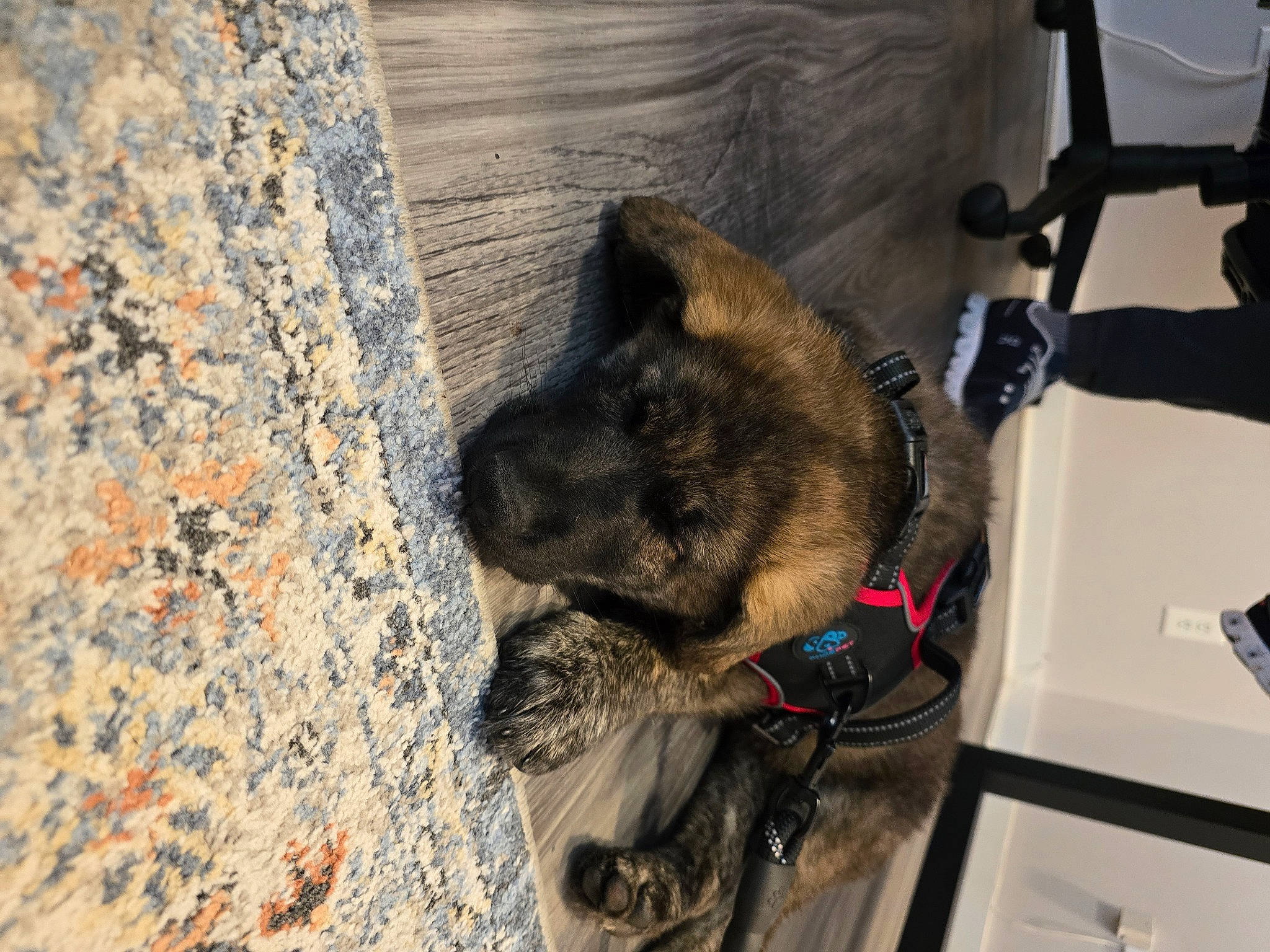 Bandit is registered to the contest to win money with this photo: canidae, carnivore, claw, collar, concrete, dog, dog_breed, fawn, fur, pet_supply, snout, sporting_group, terrestrial_animal, trunk, wood, working_animal