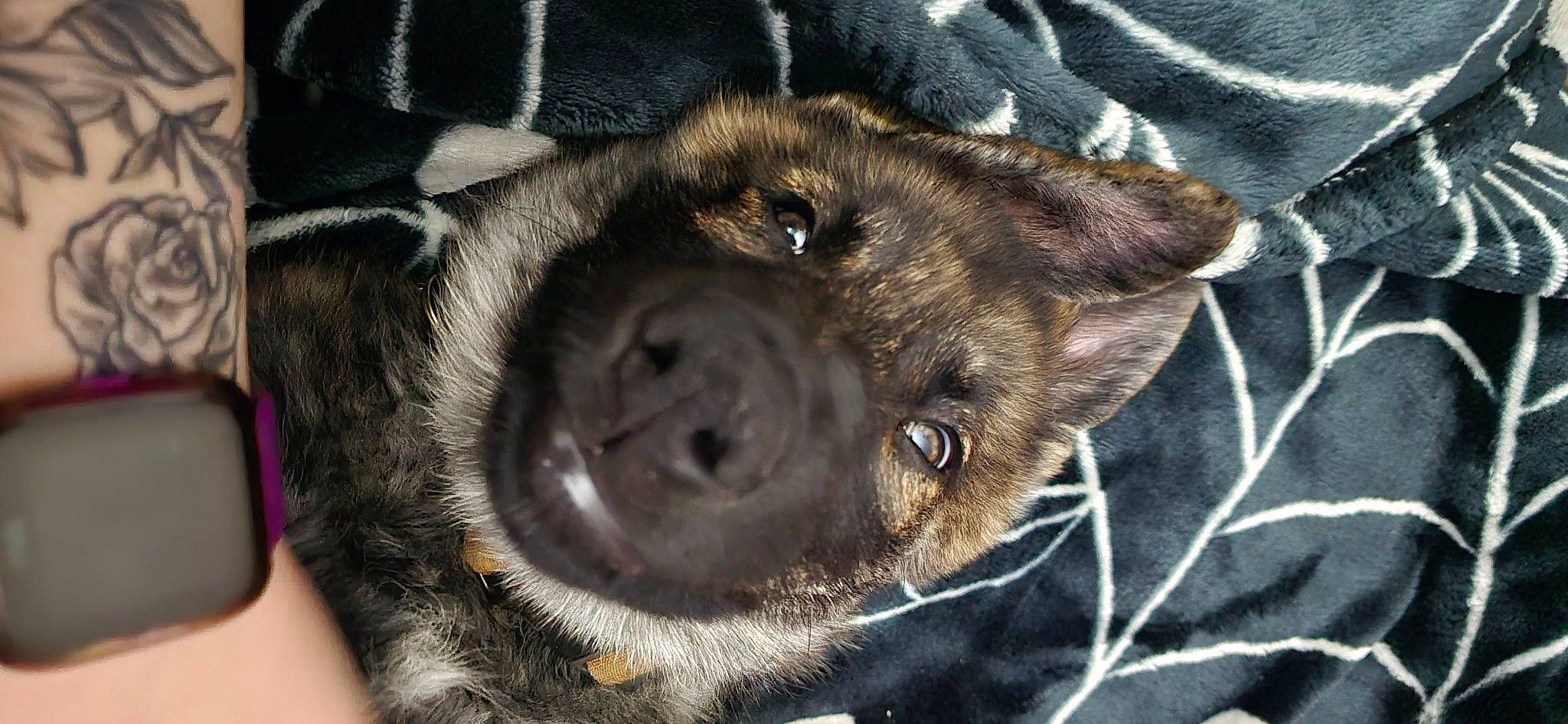 Bandit is registered to the contest to win money with this photo: borador, canidae, carnivore, companion_dog, dog, dog_breed, electric_blue, fur, guard_dog, liver, non_sporting_group, pattern, puppy, terrestrial_animal, whiskers, working_animal, wrinkle