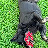 Shadow Roronoa is registered to the contest to win money with this photo: animal, black_dog, canine, chewing, daylight, dog, ears, fur, grass, greenery, happy, mouth, nature, outdoor, pet, playful, rolling, summer, teeth, toy