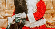Shadow Roronoa is registered to the contest to win money with this photo: animal, beard, bench, black_dog, celebration, christmas, costume, dog, festive, glasses, gloves, holiday, indoor, ornaments, pet, portrait, red_suit, santa_claus, smile, wooden_background