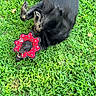 animal, black_dog, canine, collar, cute, daylight, dog, funny_accessory, fur, grass, grass_field, greenery, happy, nature, outdoor, pet, playful, red_collar, rolling, tongue