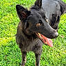 Shadow Roronoa joined the competition — help win amazing prizes! alert, animal, black_dog, canine, closeup, daylight, dog, ears_up, friendly, fur, grass, happy, muzzle, nature, outdoor, pet, playful, standing, summer, tongue_out