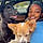 Shamya A.