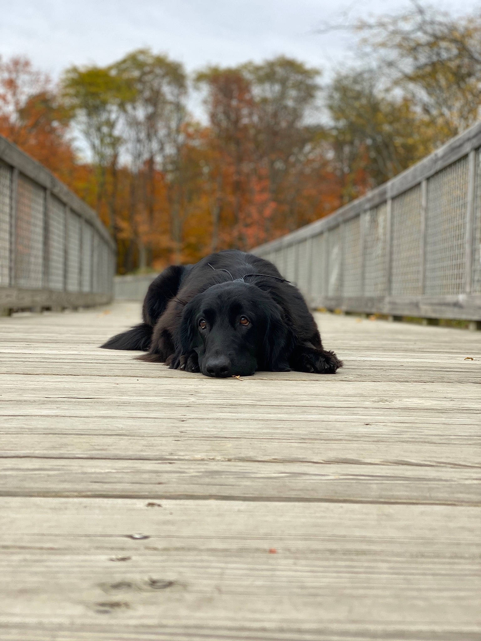 Persephone is registered to the contest to win money with this photo: canidae, carnivore, companion_dog, dog, dog_breed, flat_coated_retriever, newfoundland, snout, sporting_group