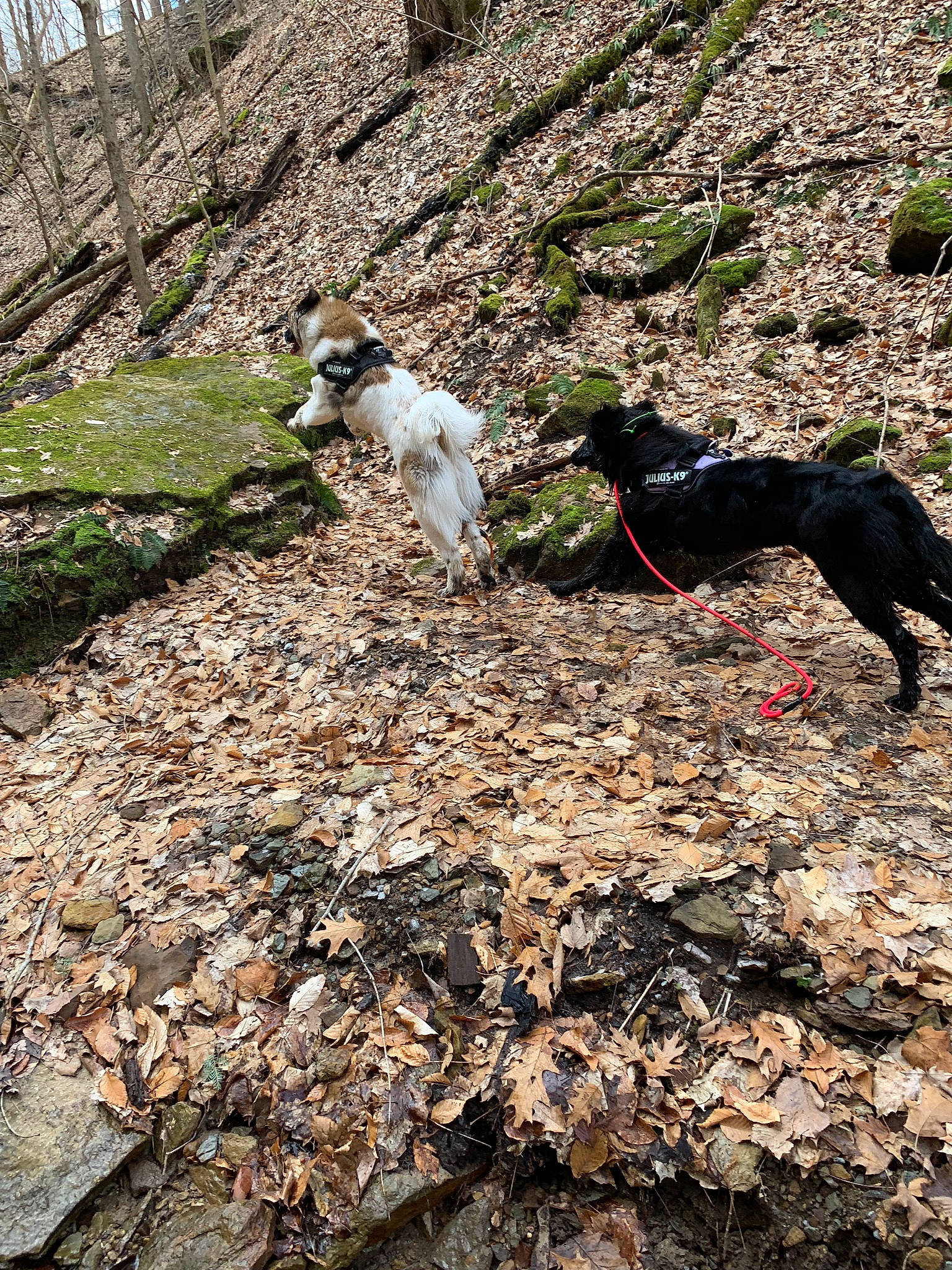 Persephone is registered to the contest to win money with this photo: adventure, canidae, carnivore, dog, dog_breed, dog_hiking, hunting_dog, lurcher, rock, sporting_group, walking