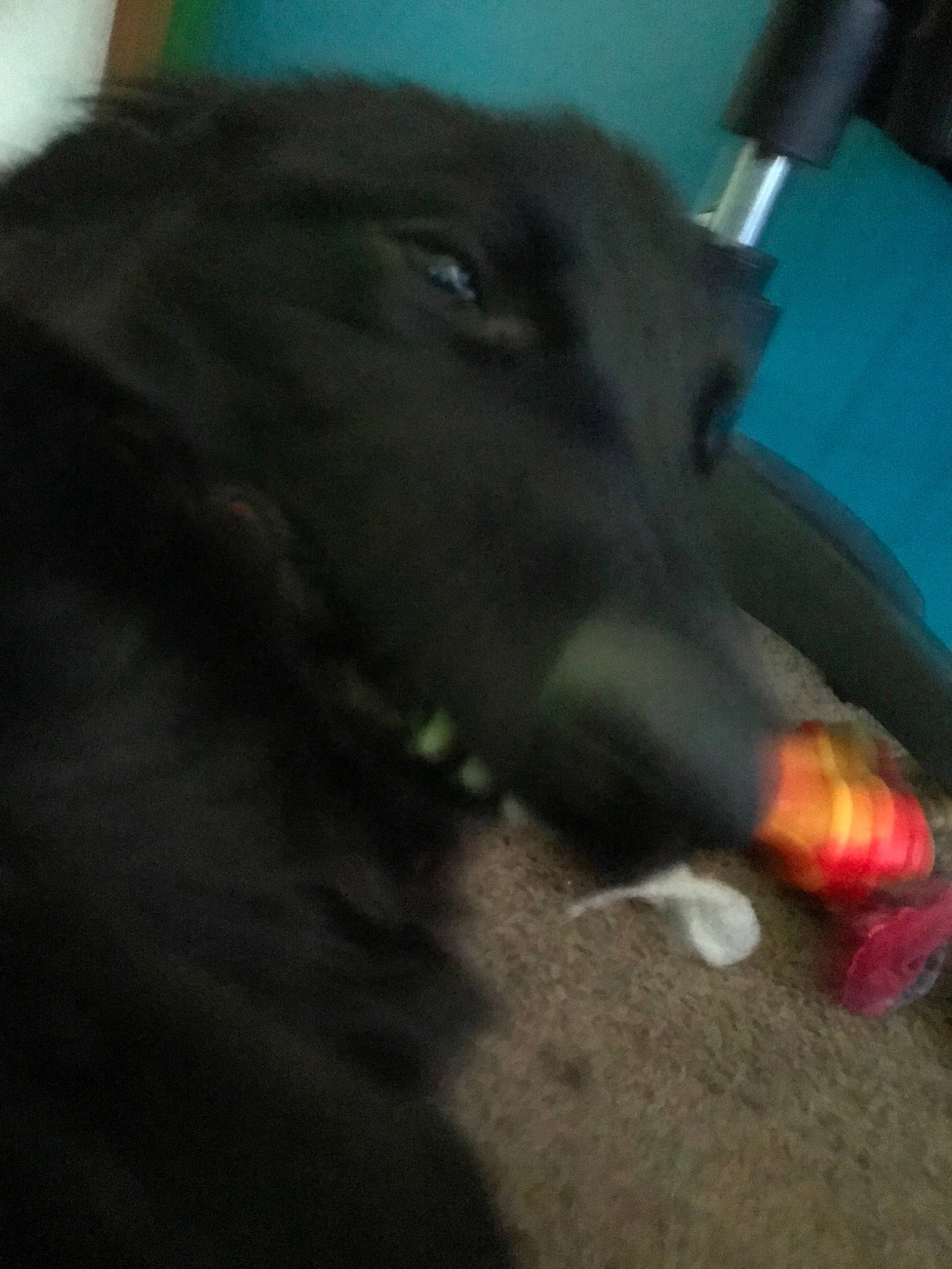 Persephone joined the competition — help win amazing prizes! canidae, carnivore, dog, dog_breed, flat_coated_retriever, guard_dog, labrador_retriever, retriever, snout, sporting_group